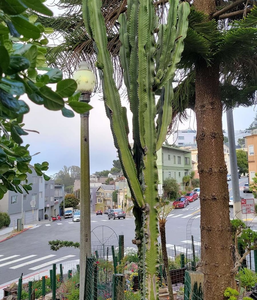 The Neighborhood Garden 2