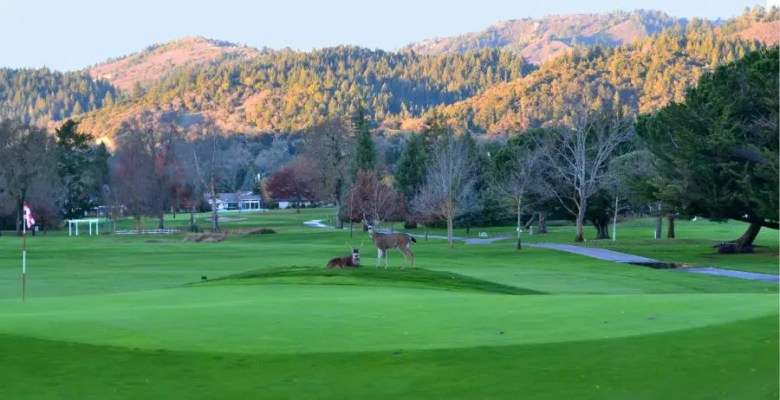 Valley of the Moon Club 1