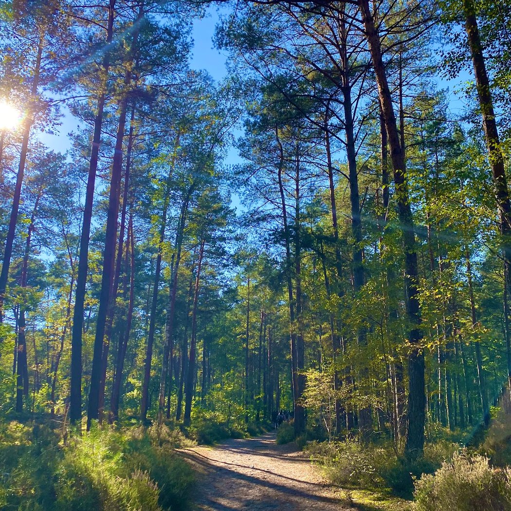 Forest of Fontainebleau 4