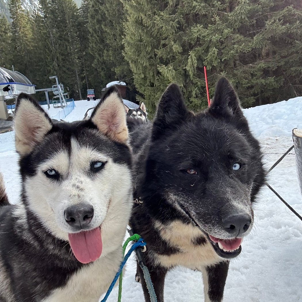 Antarctic Road | Sled Dog & Travel Dog | Traineau à chiens & Cani-balade 1
