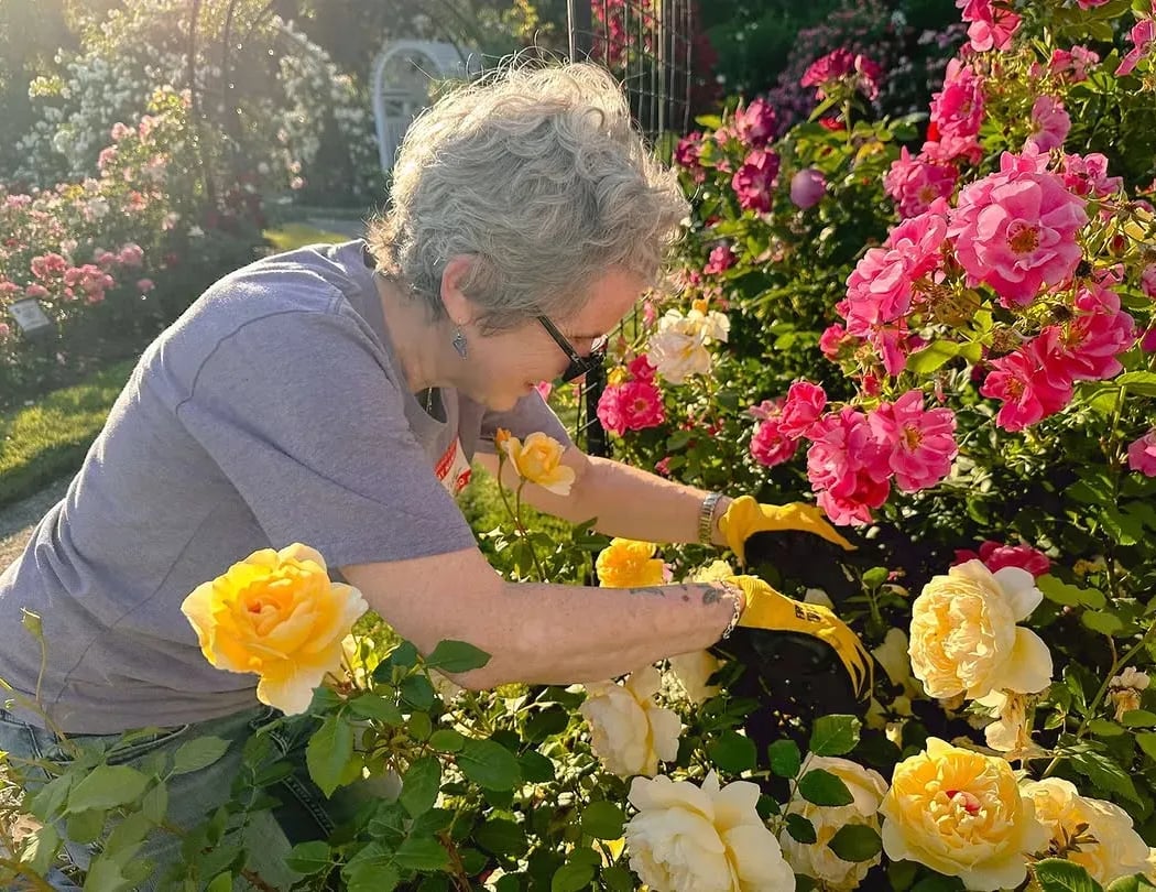 Tuesdays with Roses at the Kelleher Rose Garden