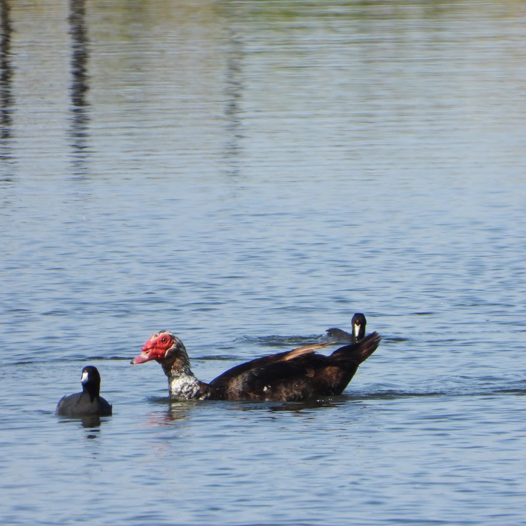 Dr. Robert Gross Ponds 3