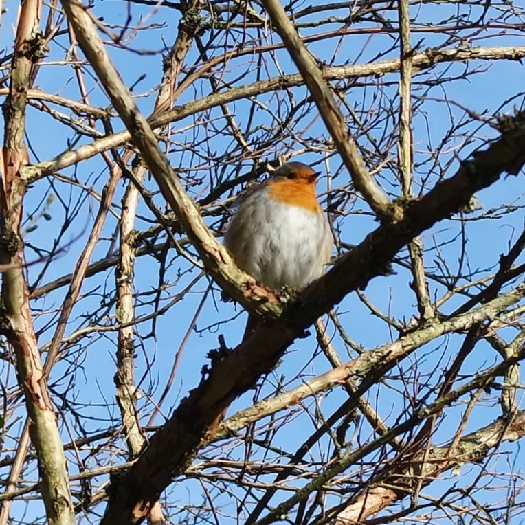 Apprendre à observer et identifier les oiseaux 1