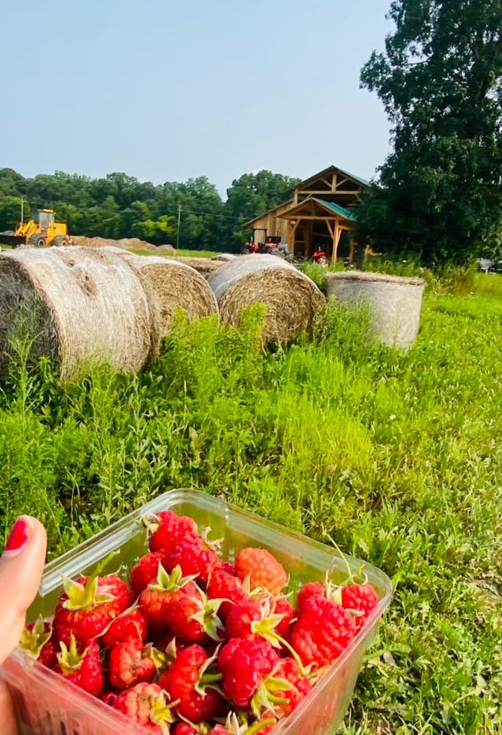 Honey Bee U-Pick patch - Tantre Farm 3
