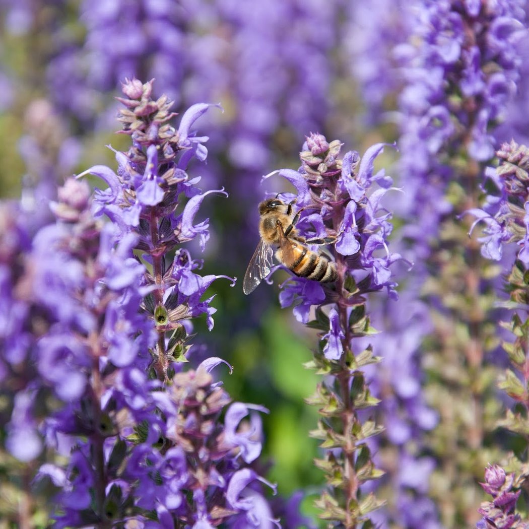 Sloat Garden Center 3