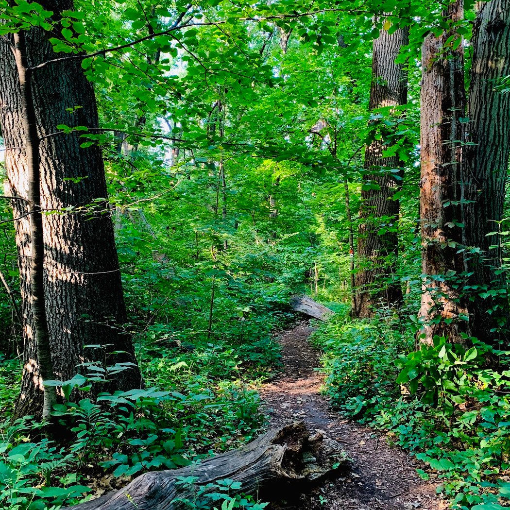 Cunningham Mountain Biking Trails 1