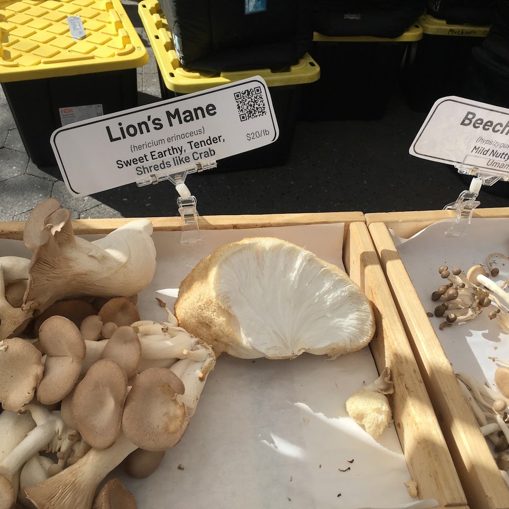 Mushroom Queens - Union Square 1