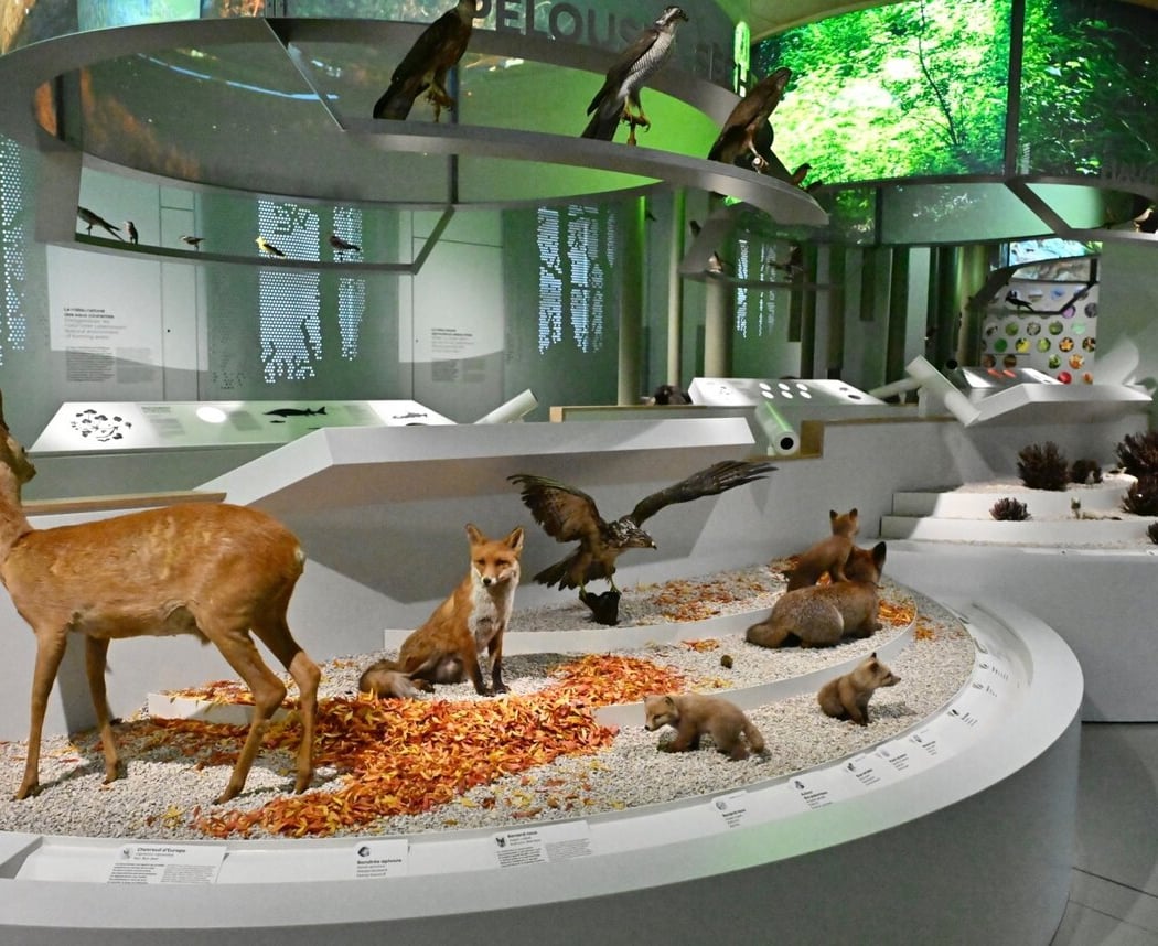 BiodiverCité: Animals in the City 2