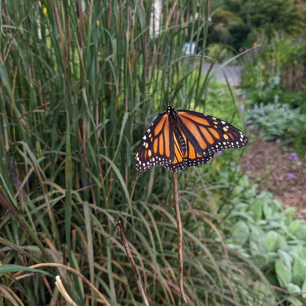 NEC Drop-in: Lovely Lepidoptera 1