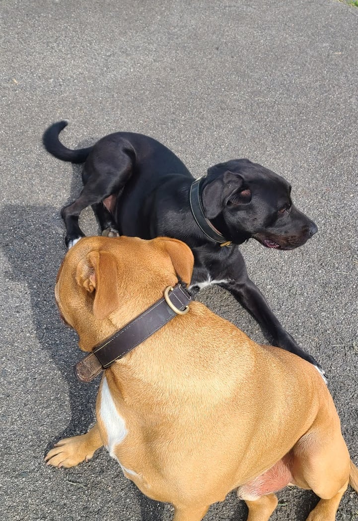 Dog Parade 3