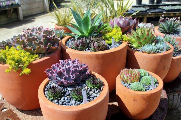 Cottage Gardens of Petaluma, Inc. 1