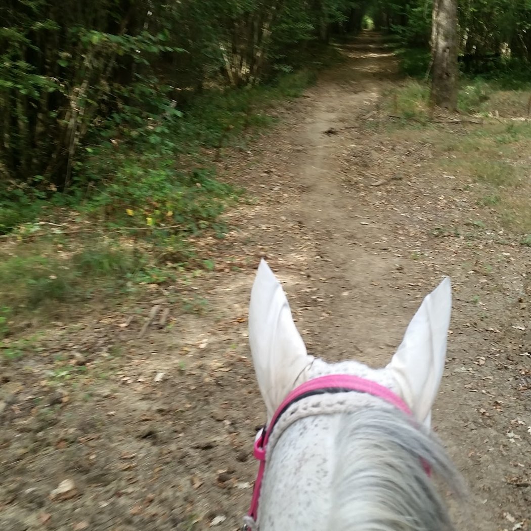 "Un Pas De Côté", Haras De Mignaloux 1