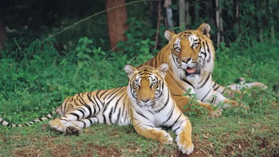 Bannerghatta National Park 2