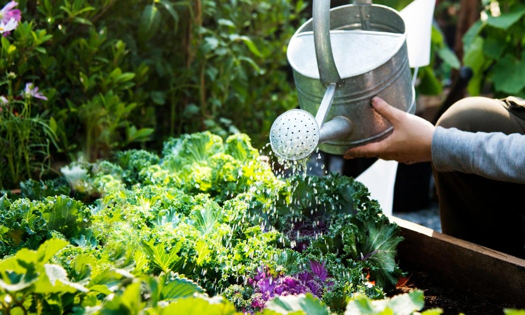 Summer Gardening Class 1