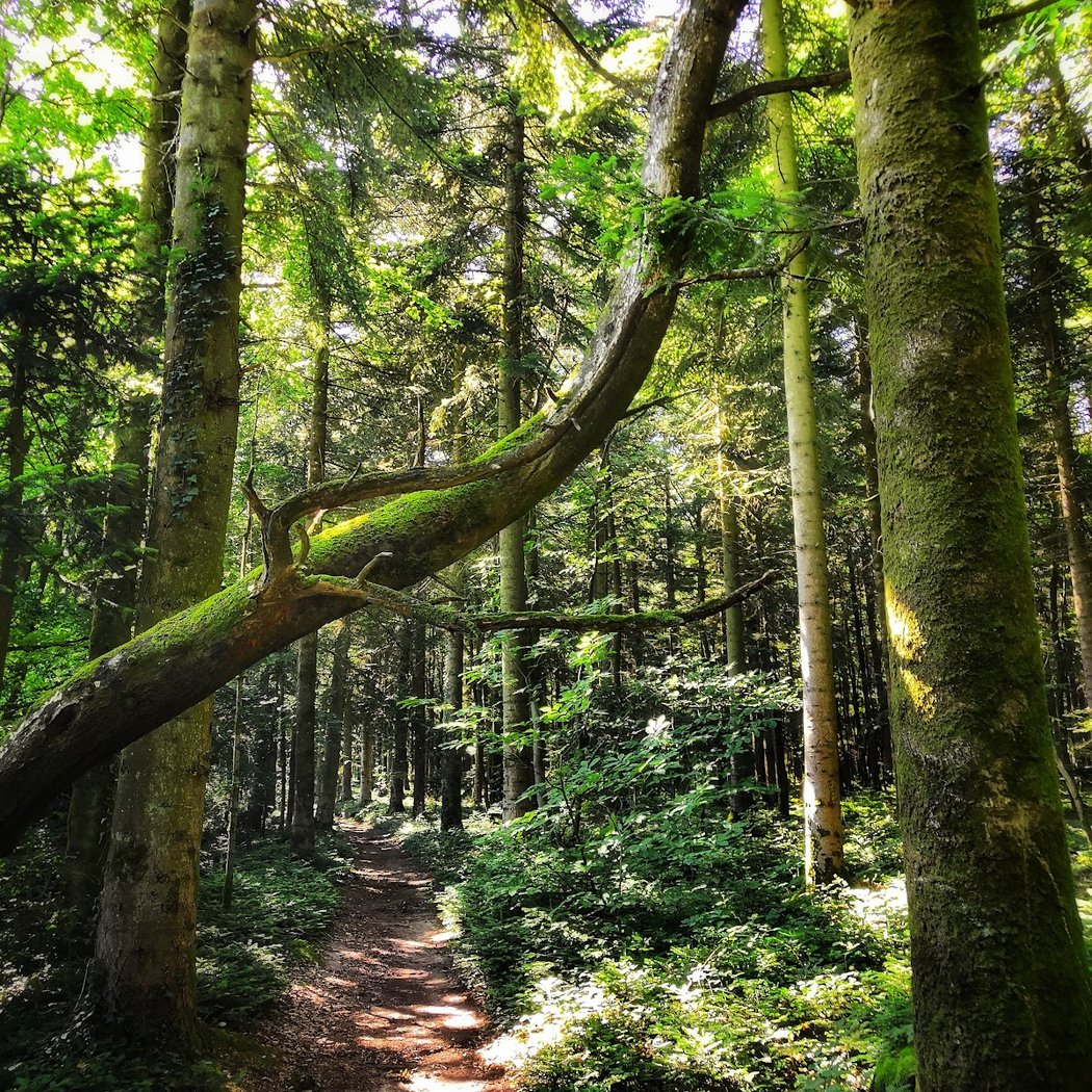 Forêt Domaniale de la Petite Charnie 3