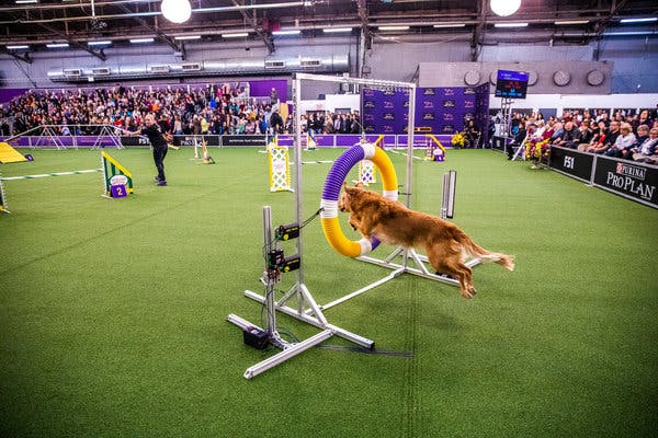 Go Dog Go Agility Club Trial 3