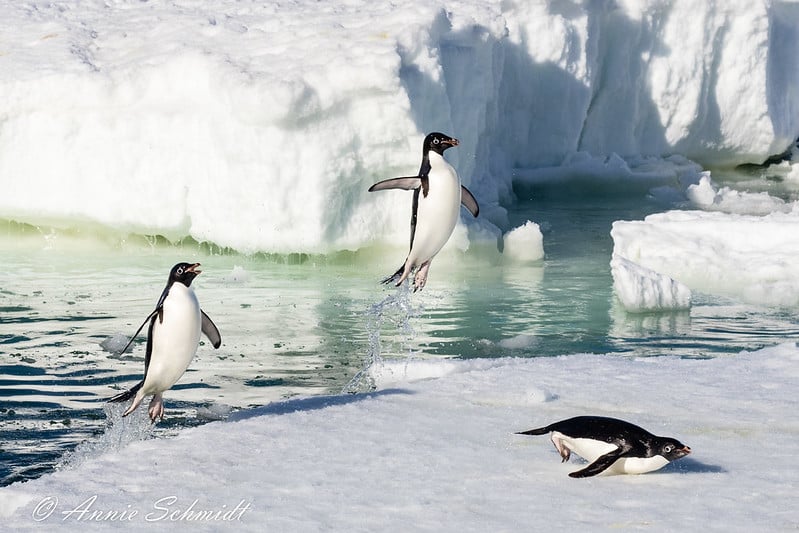 Adelie Penguins: Their Past, Present and Future in a Changing Antarctica 1
