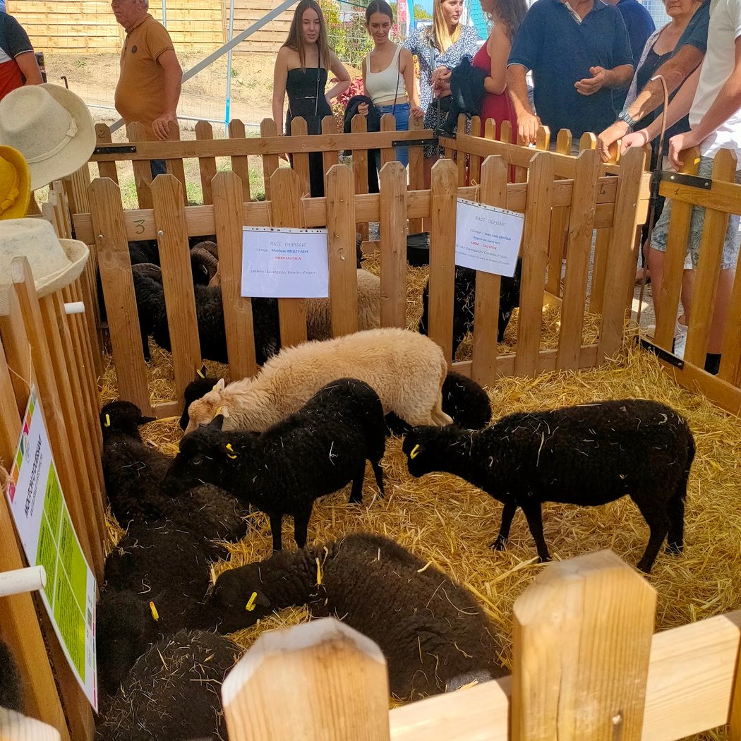 La Halle de Béré 3
