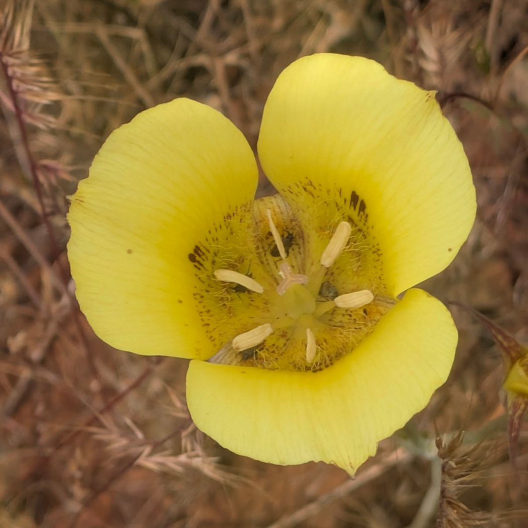 Biodiversity and Habitat Restoration Hike 3