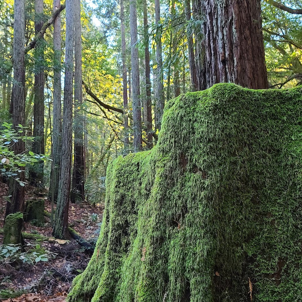 Kentfield 1