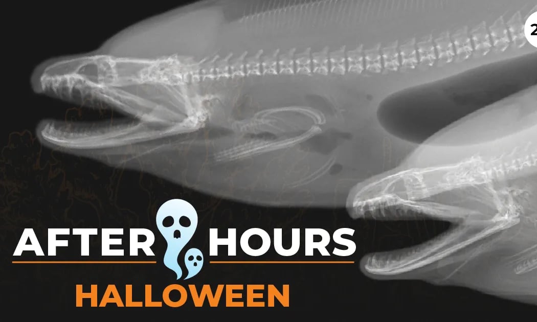 After Hours Premier: Halloween 1