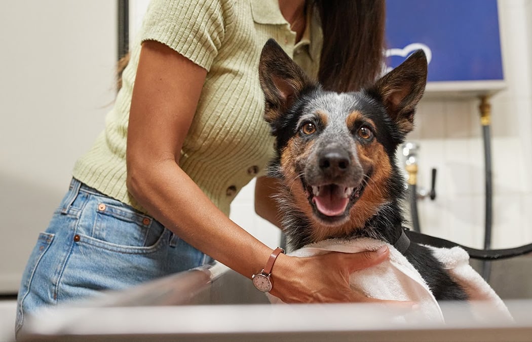 Puppy & Rescue Dog Adoption Event 1