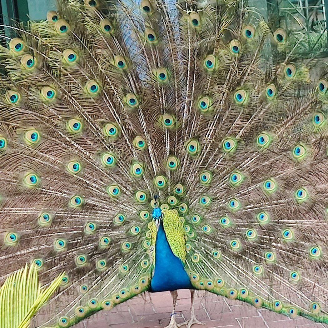 Audubon Zoo 1
