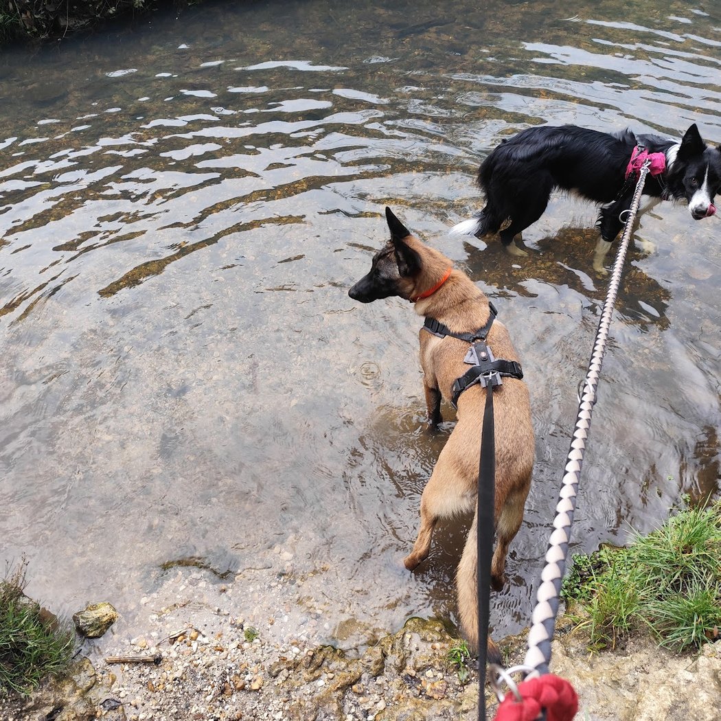 Le parc canin du Burck 2
