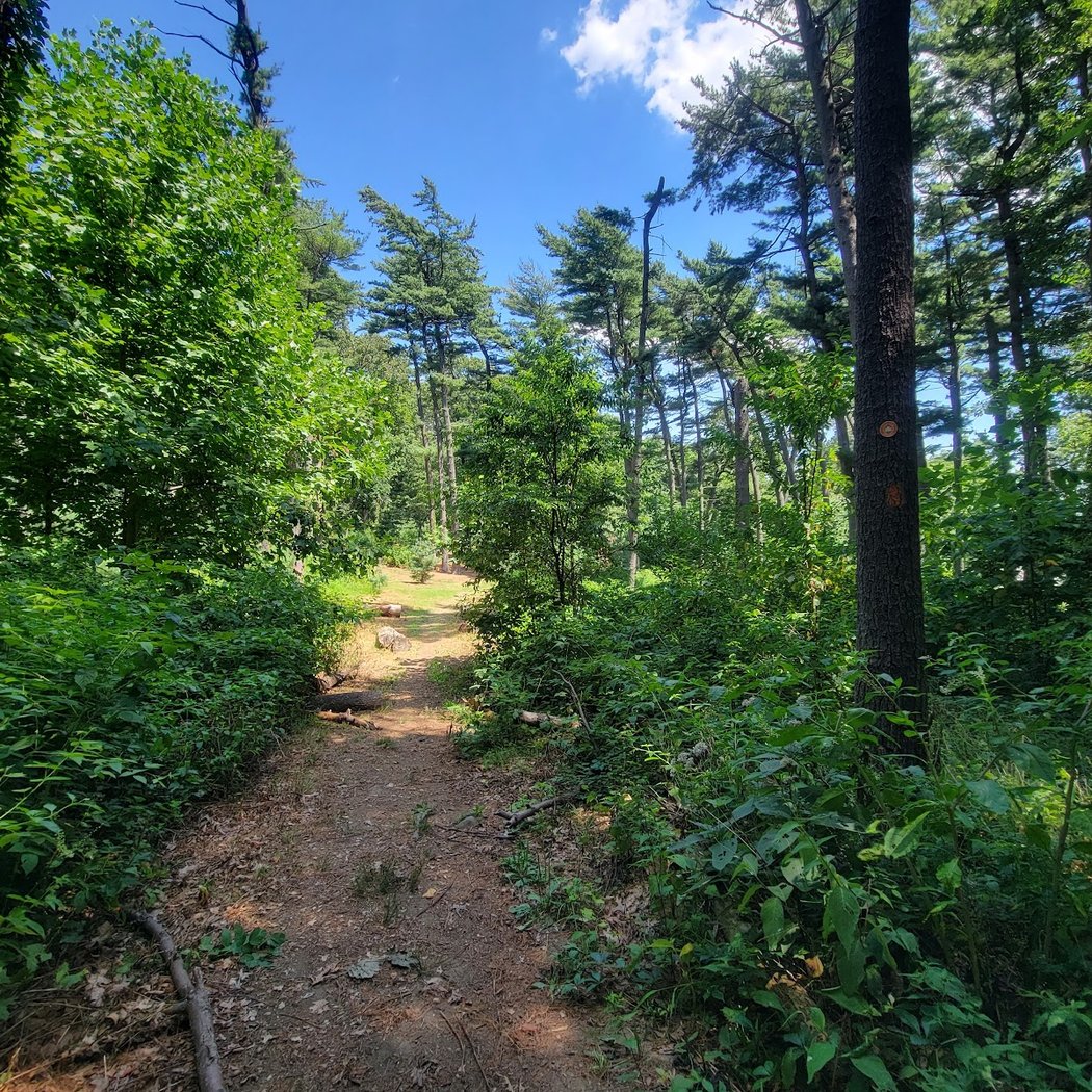 Forest Park Hike and Pick - Yellow Trail 2