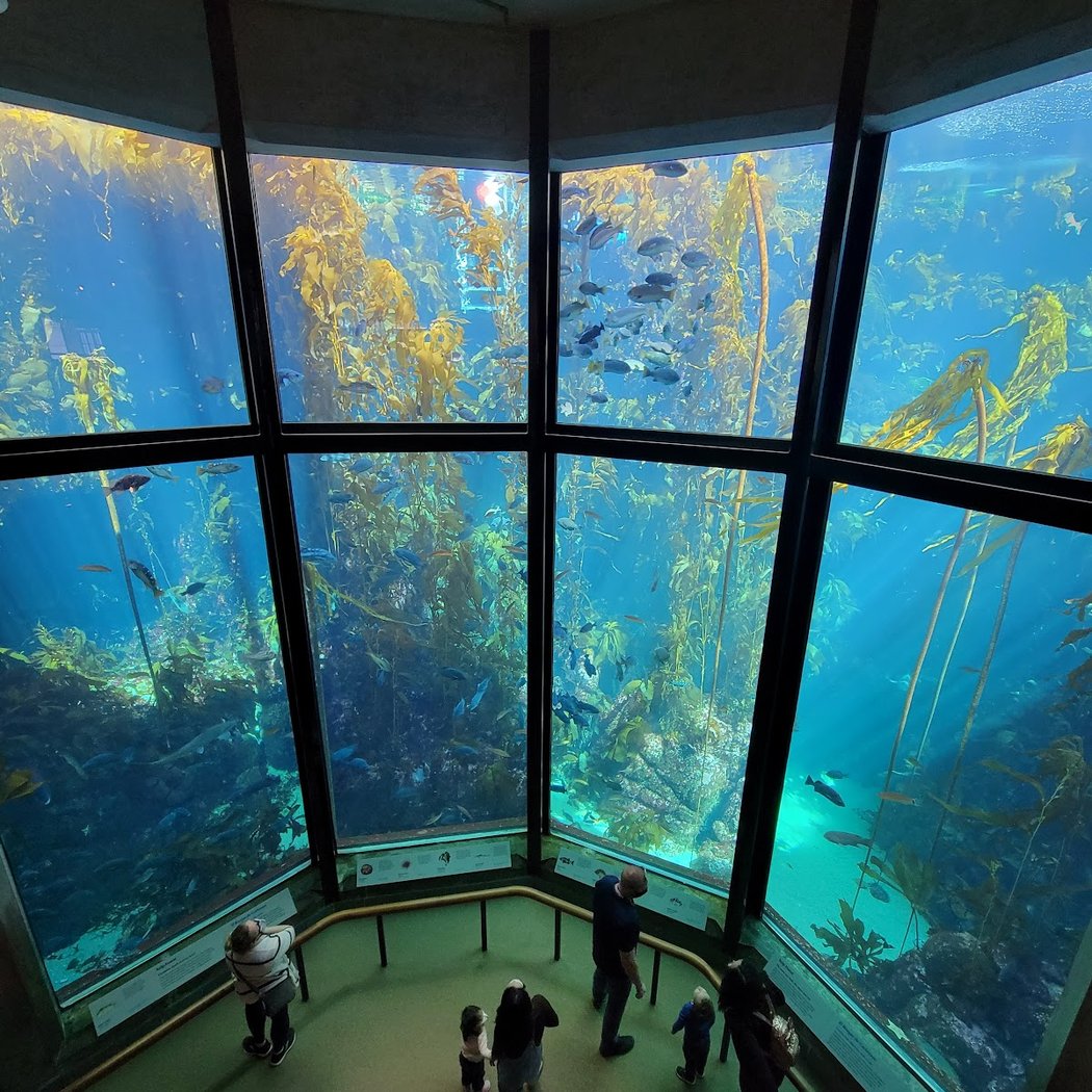 Explore the Bay: Monterey Bay Aquarium 2