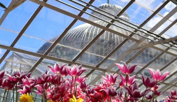 Spring Flower Exhibit 1