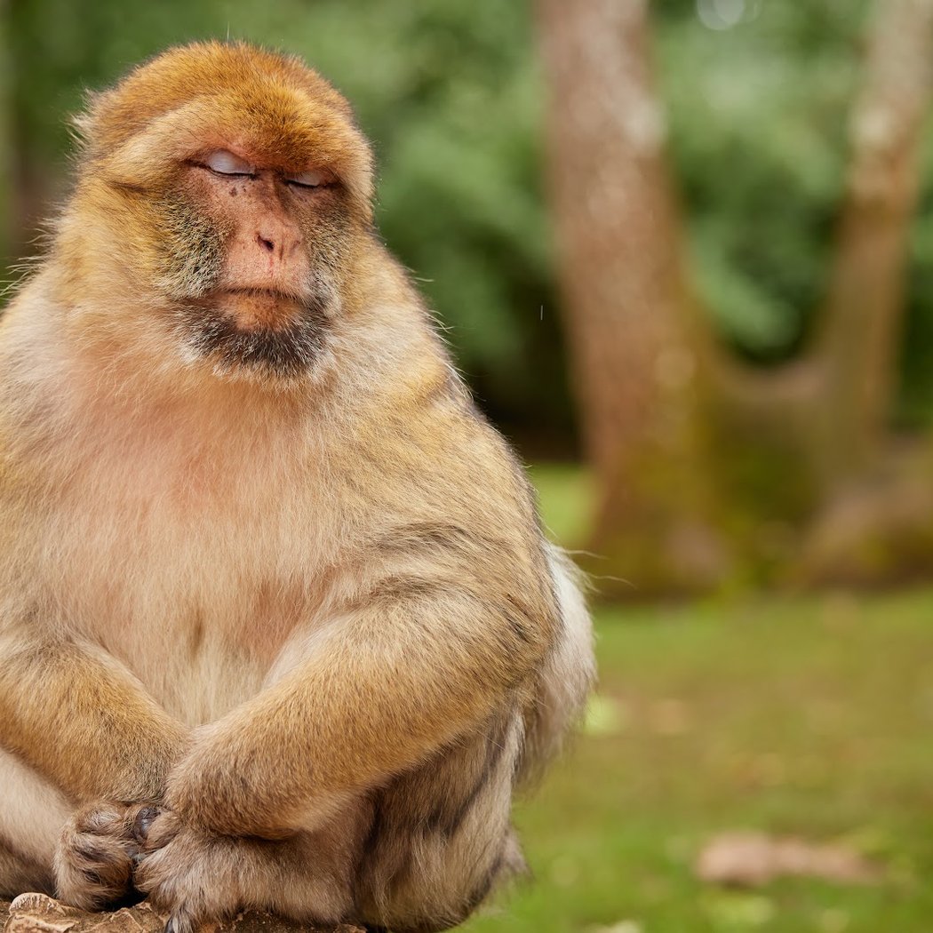 Monkey Forest 1