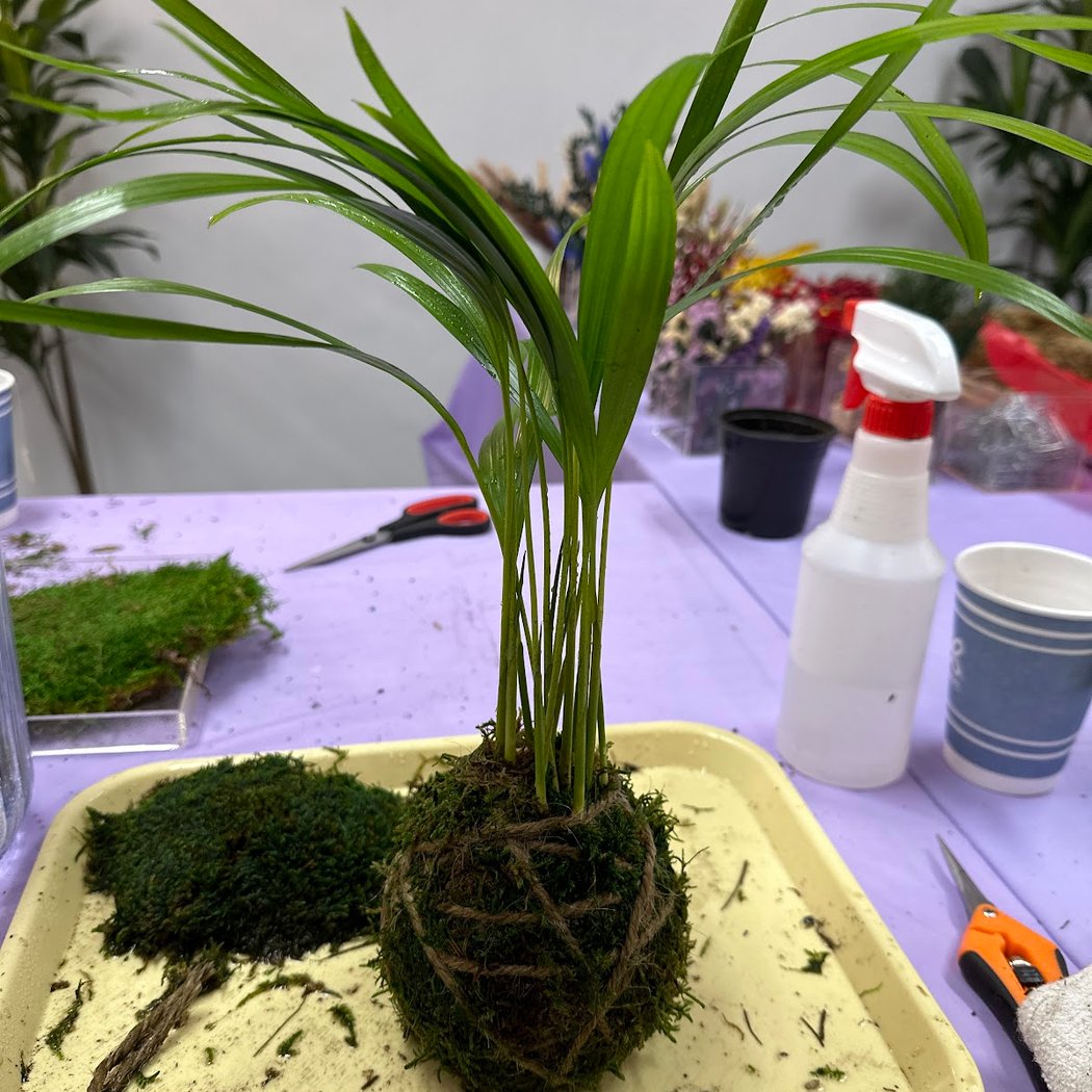 Kokedama Class 3
