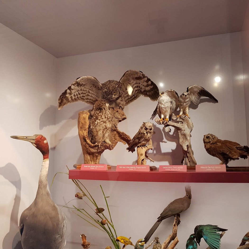 Muséum d'Histoire naturelle 4