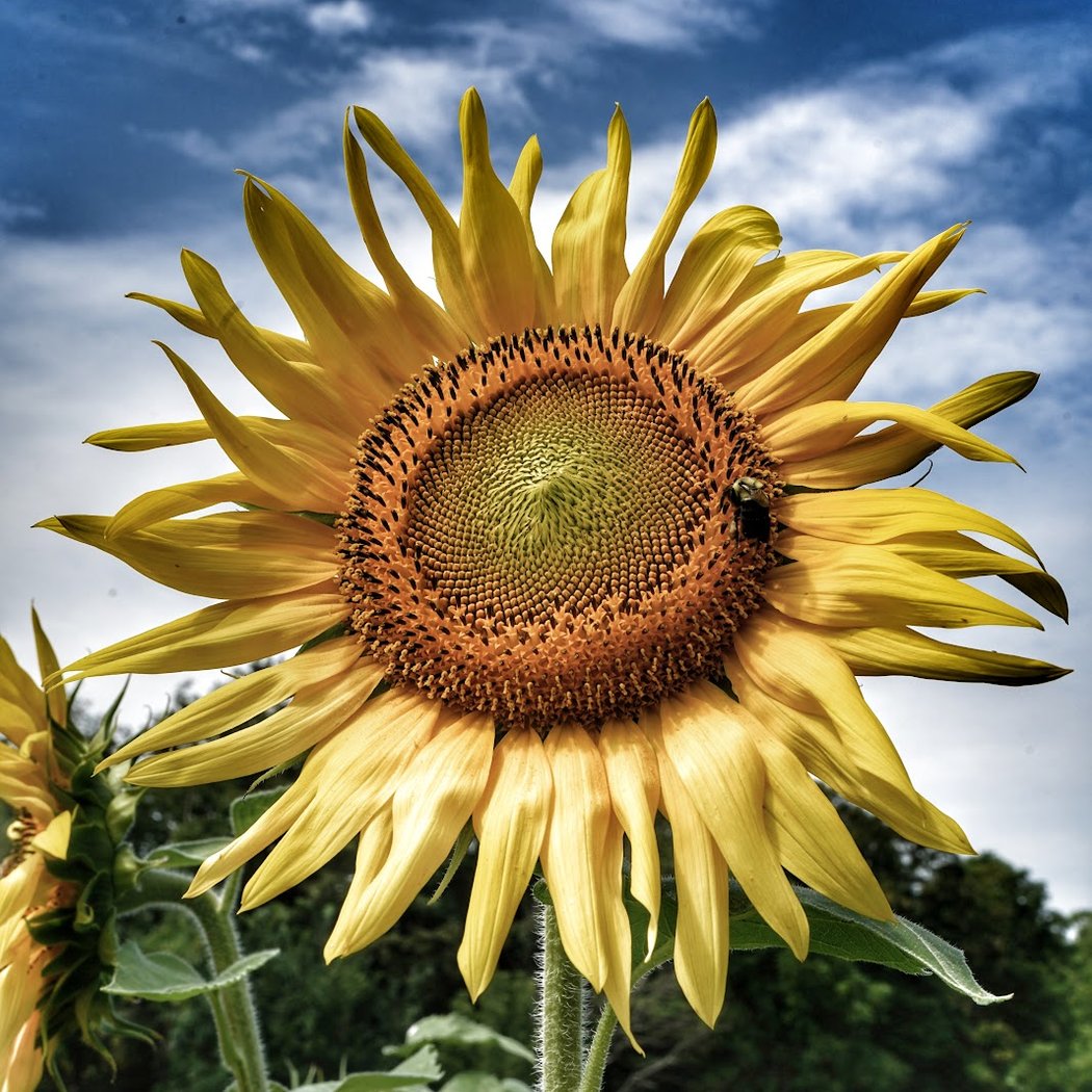 Sunflower Festival 3