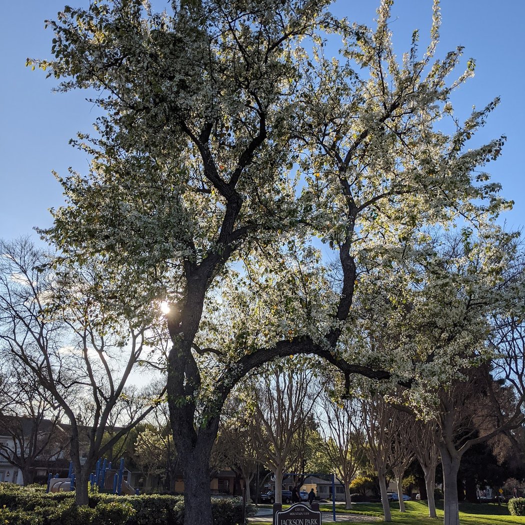 Jackson Park 1