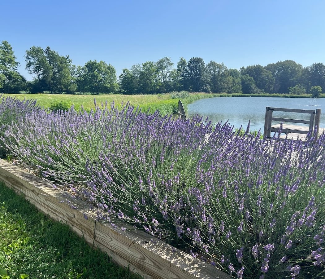 2026 Tenderloin Farms Lavender U-Pick Season 2