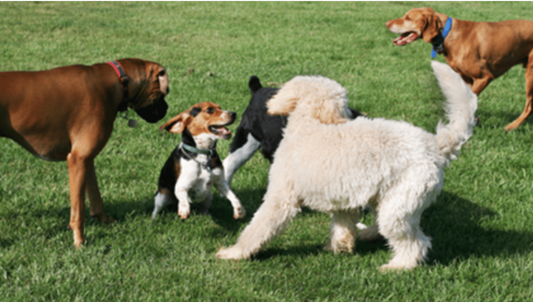 Bark in the (Confluence) Park 2