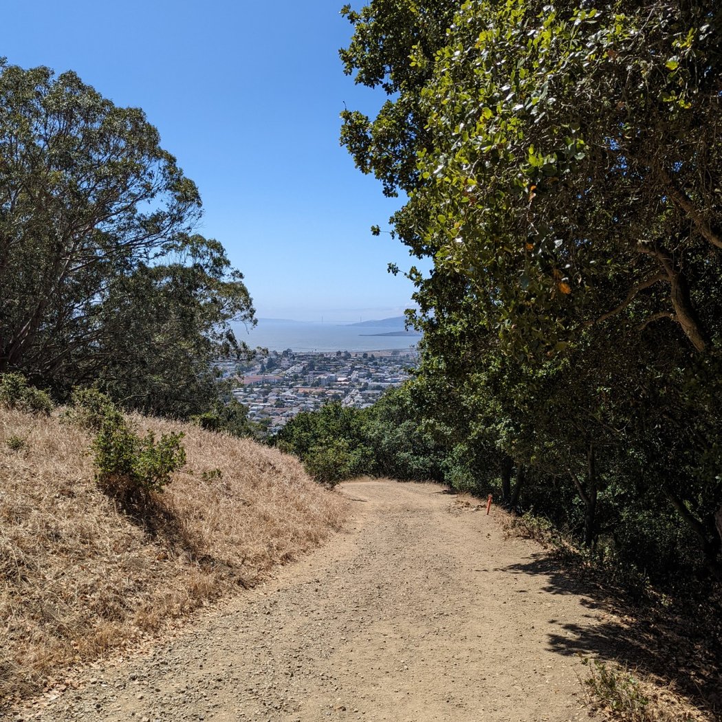 El Cerrito Foundation Memorial Grove 1