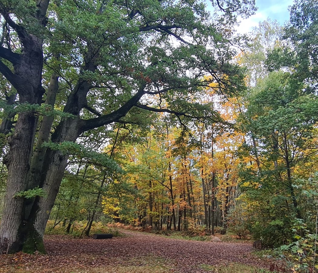 Forêt notre dame 1