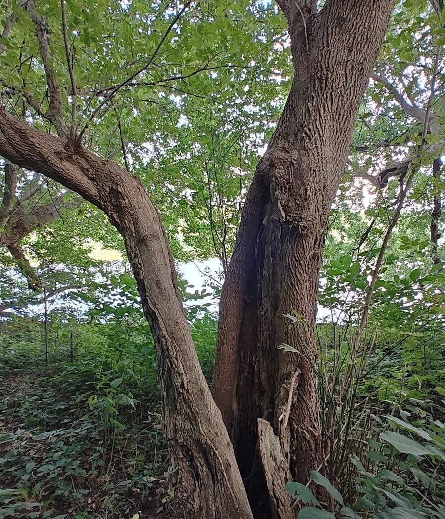Practical Plants - Foraging for Herbal Remedies 3