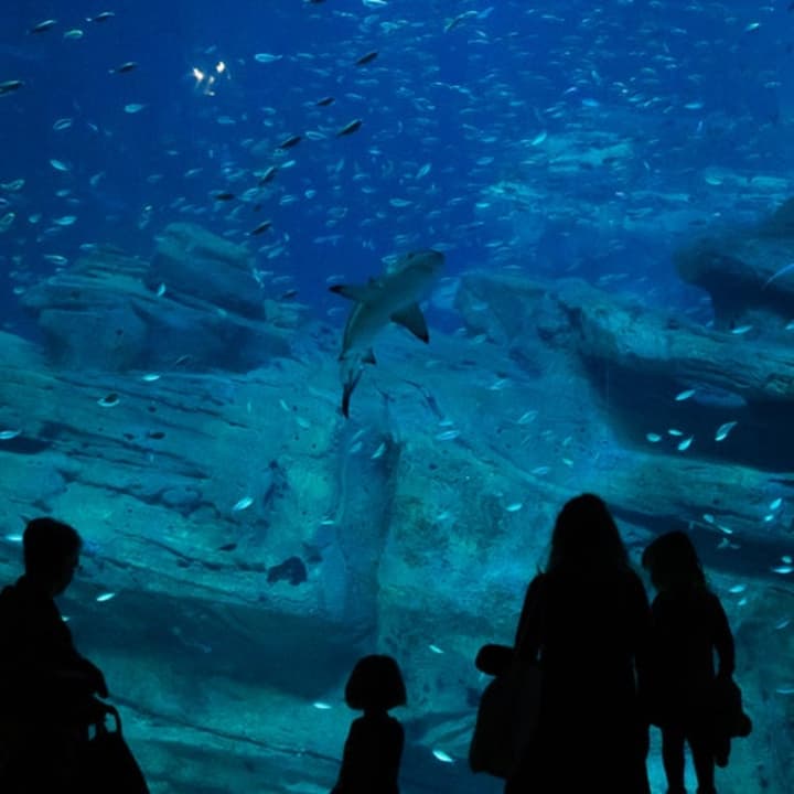 Aquarium de Paris 4