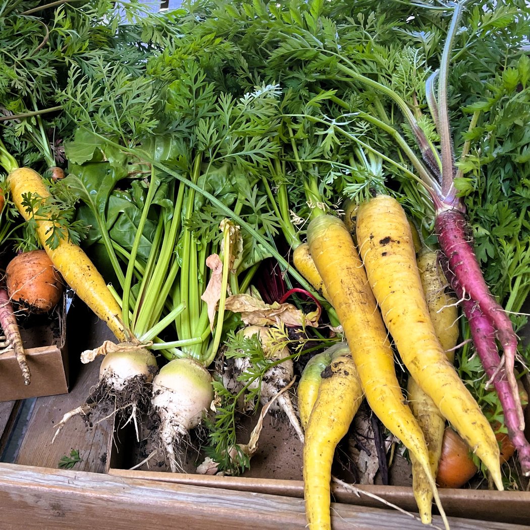 Introduction to Vegetable Gardening 1