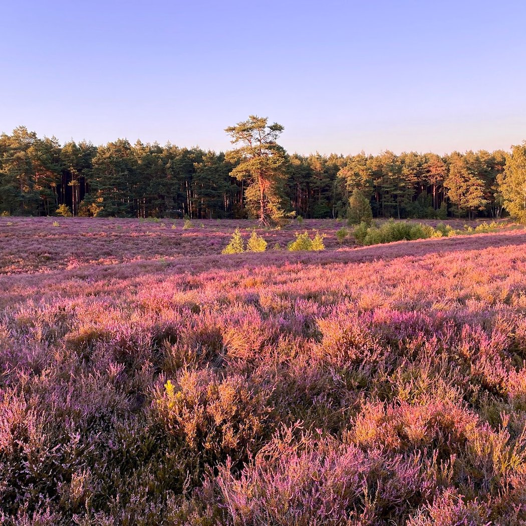 Lüneburg Heath 2