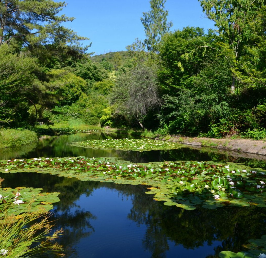Sonoma Botanical Garden 1