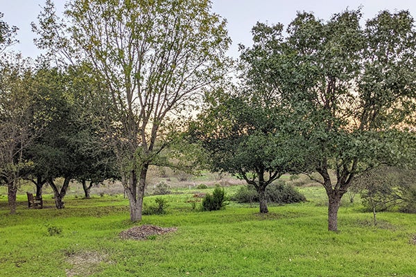 Laguna Uplands Preserve 2