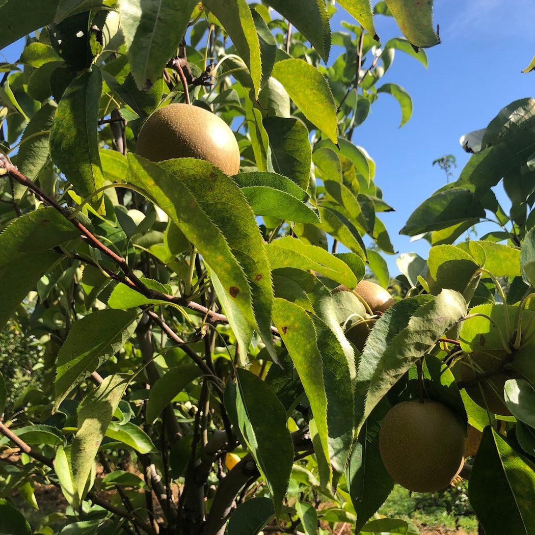 Prospect Hill Orchards-Homestead Farm 3