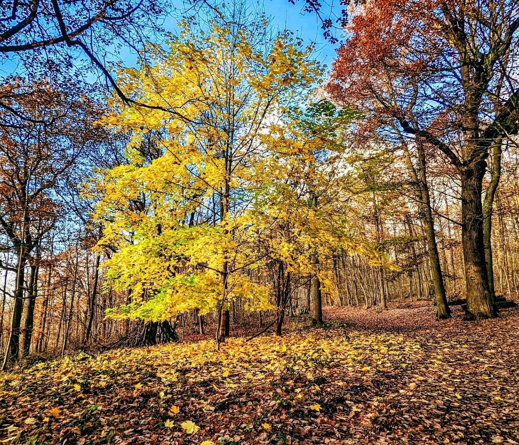 Bois de Verrieres 1