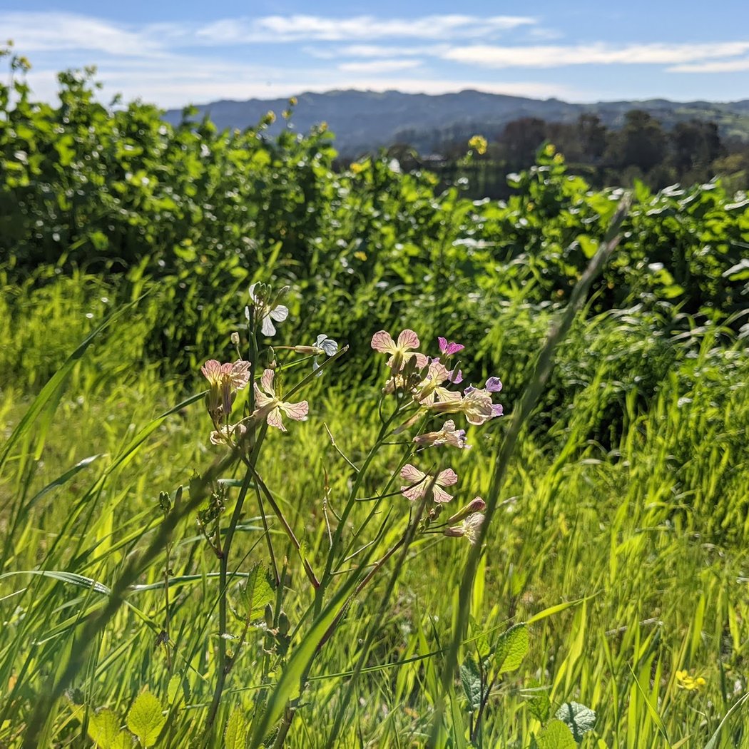 Acalanes Ridge Open Space Acalanes South Trail 3