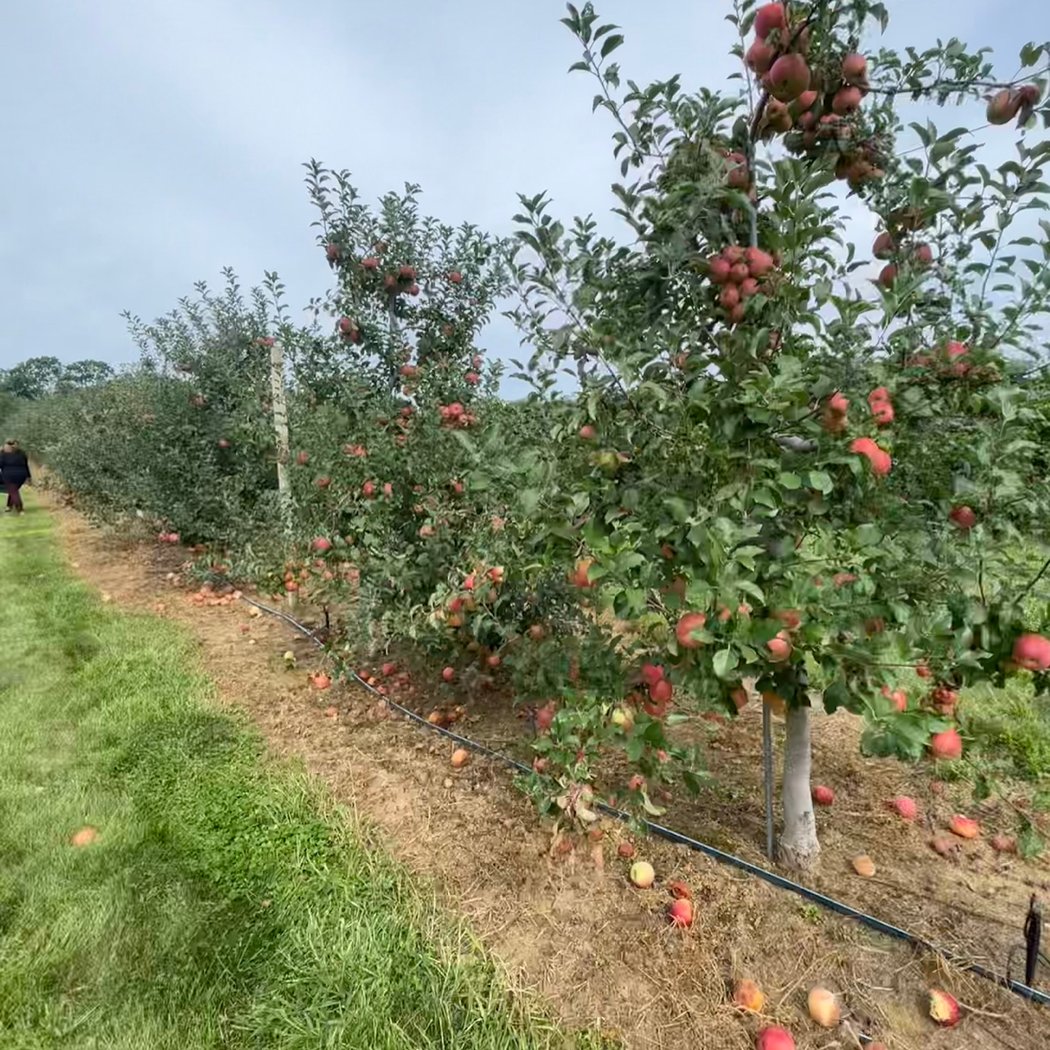 Wickham's Fruit Farm 2